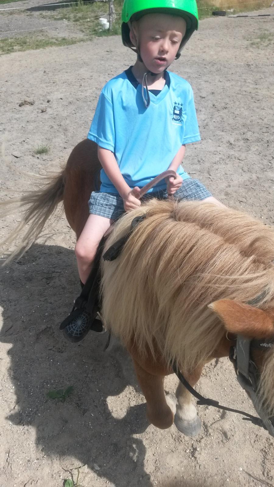 Shetlænder Superman billede 10