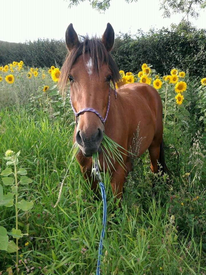 Anden særlig race Kit Kat (Stjerneponyen<3) - Kit Kat i en masse solsikker! <3

08.08.13 billede 43