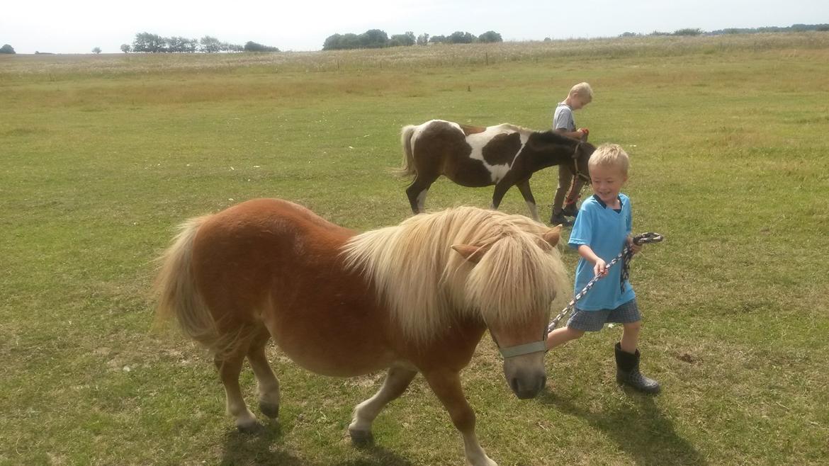 Shetlænder Superman billede 5