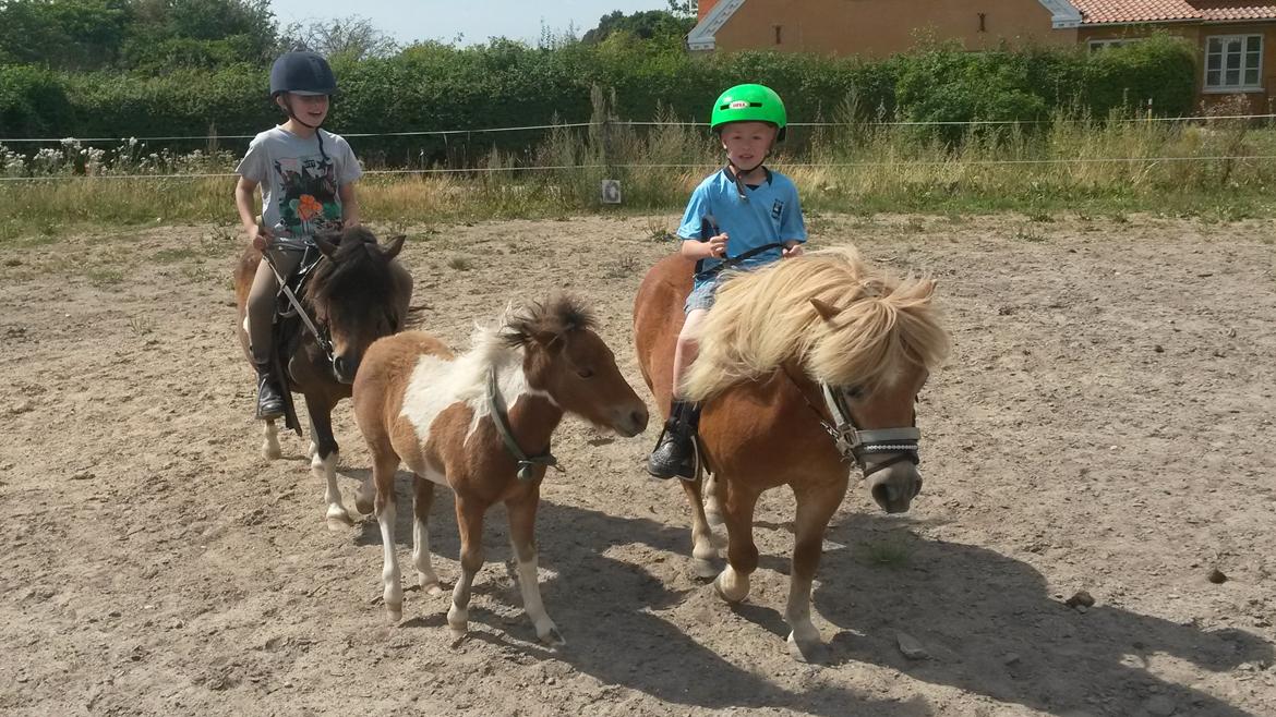 Shetlænder Superman billede 11