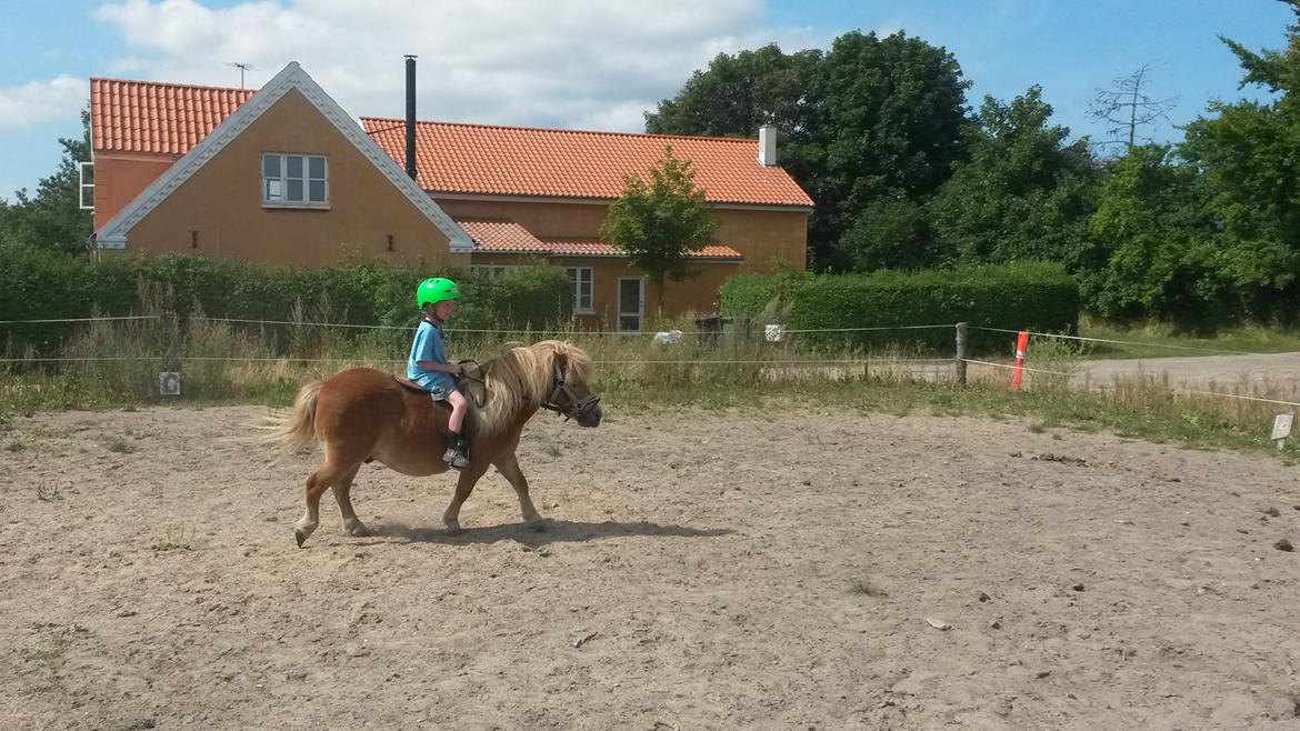 Shetlænder Superman billede 12