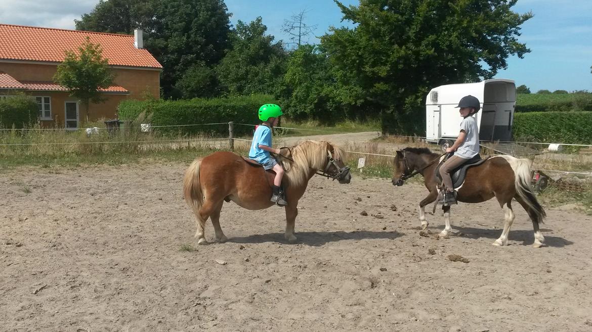 Shetlænder Superman billede 14