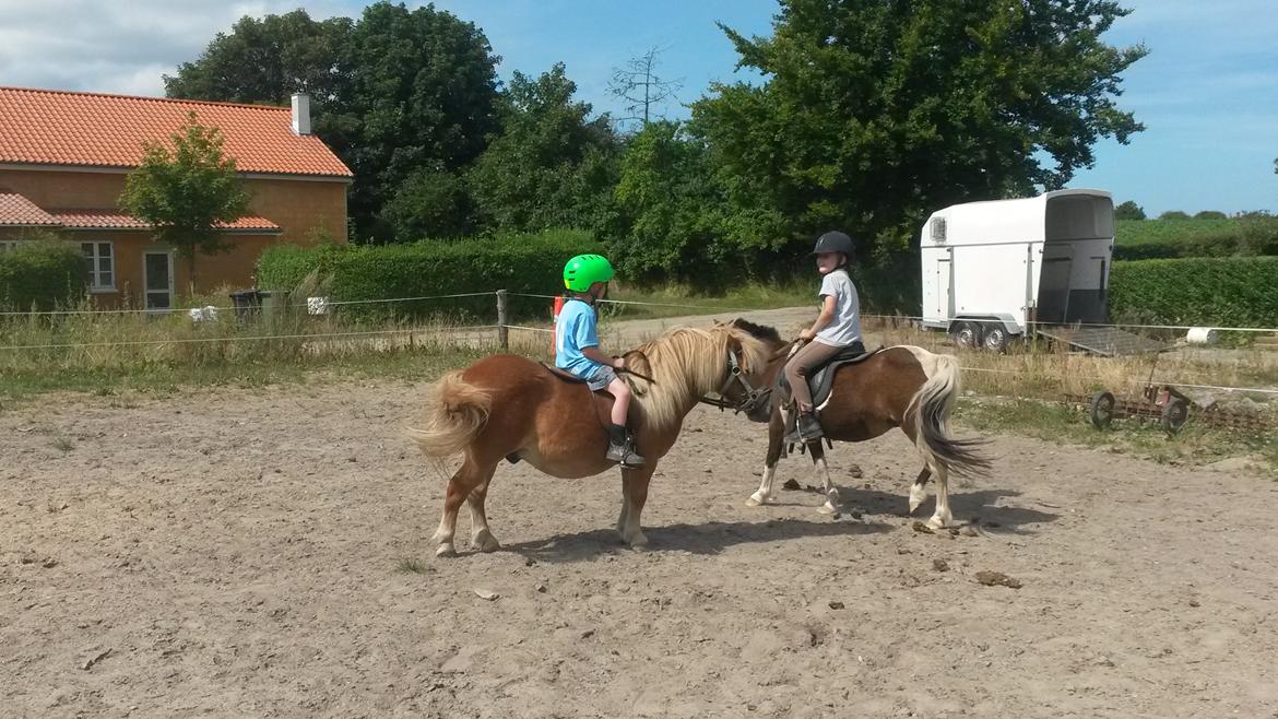 Shetlænder Superman billede 13