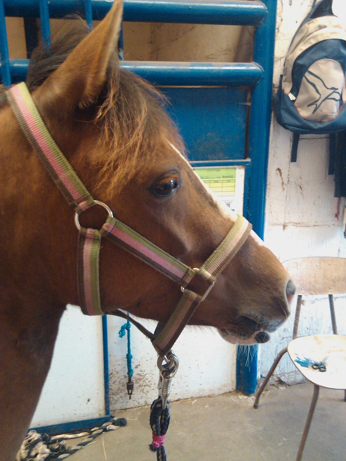 Anden særlig race Beauty billede 3