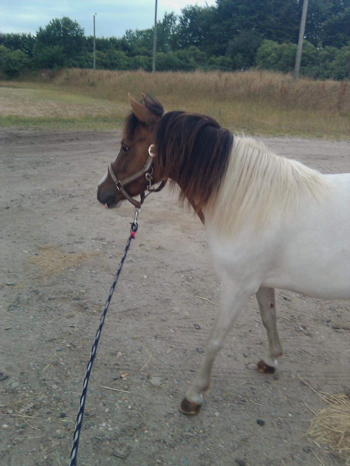 Anden særlig race Beauty billede 4