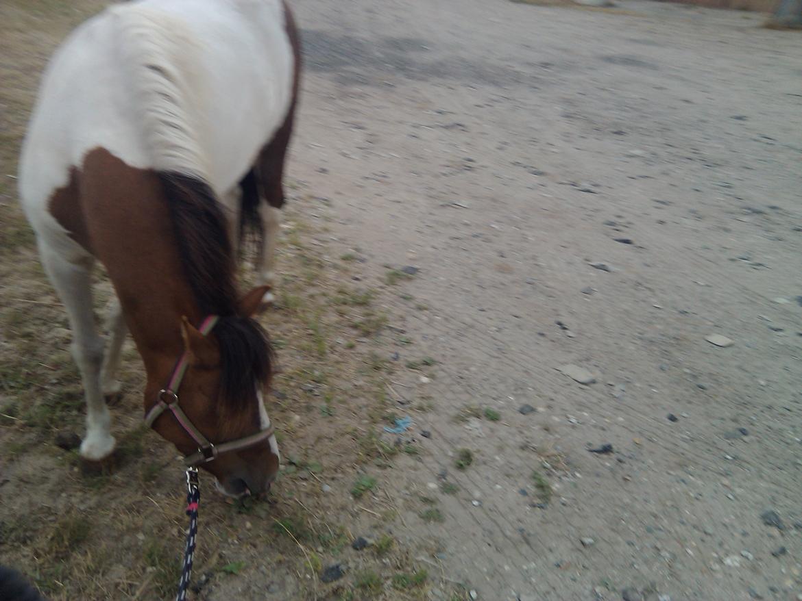 Anden særlig race Beauty billede 5