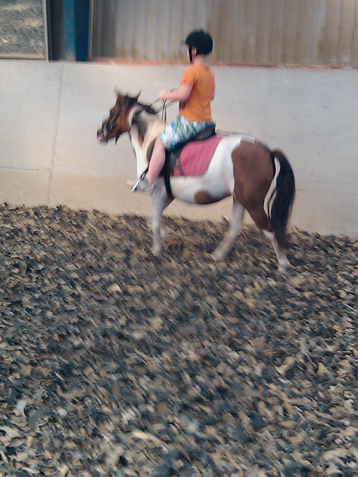 Anden særlig race Beauty billede 6