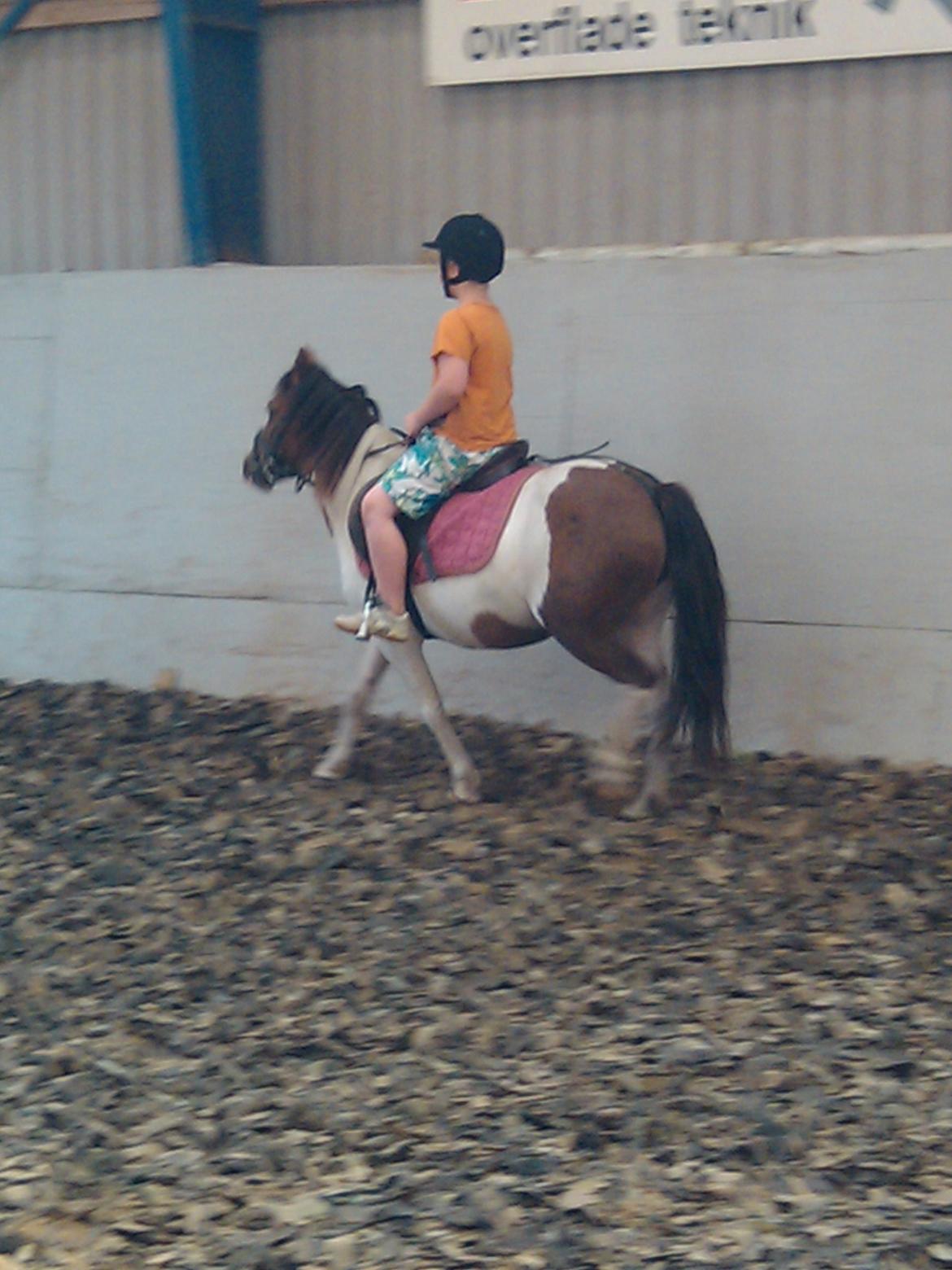 Anden særlig race Beauty billede 8