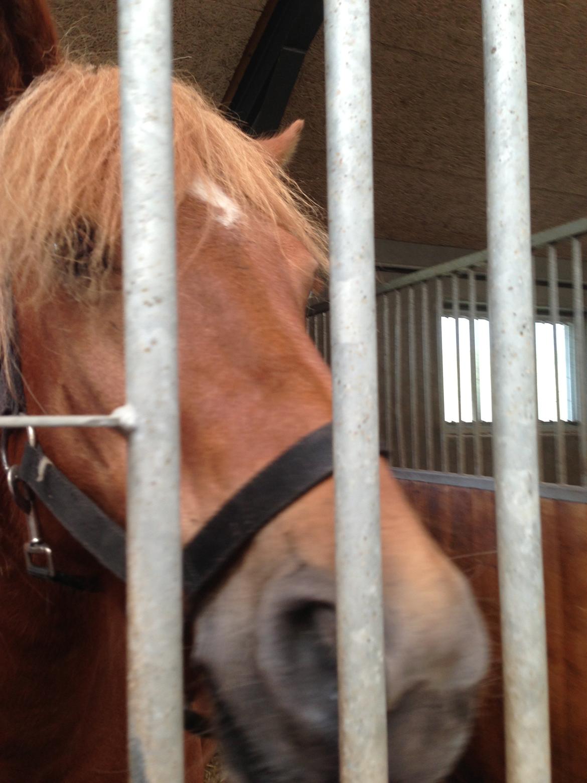 Anden særlig race Alie (HVR Rideskolepony) [Rider] billede 11