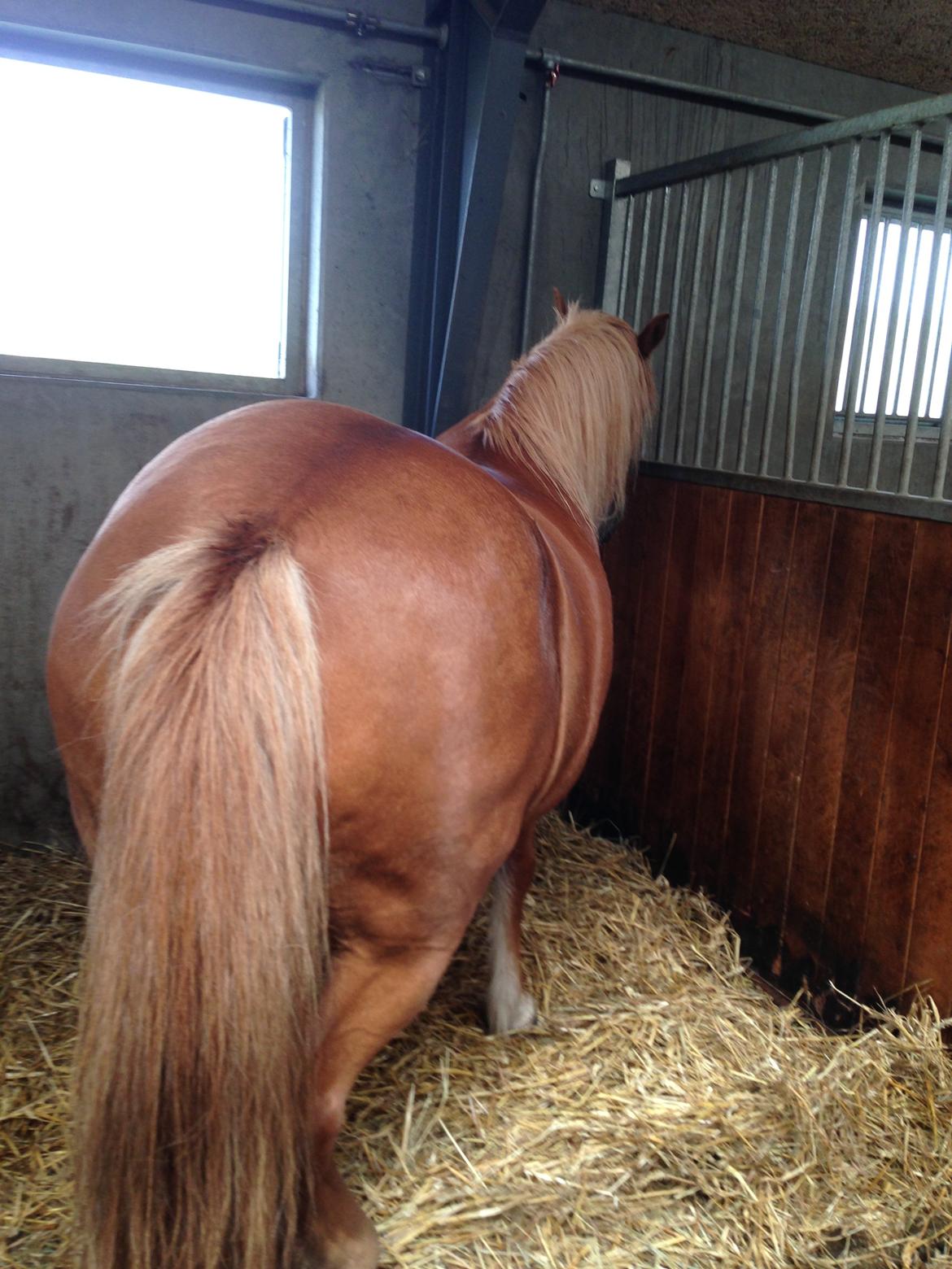 Anden særlig race Alie (HVR Rideskolepony) [Rider] billede 12