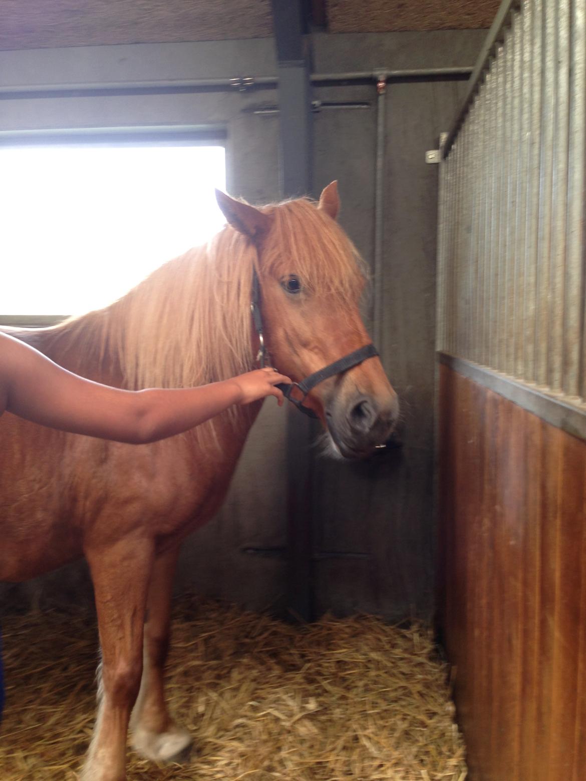 Anden særlig race Alie (HVR Rideskolepony) [Rider] billede 13