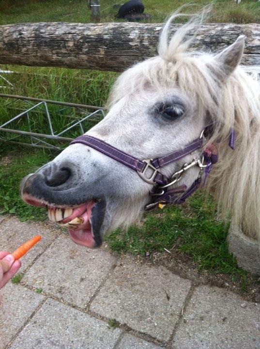 Shetlænder Sidsel billede 16