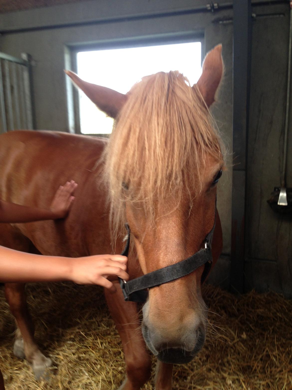 Anden særlig race Alie (HVR Rideskolepony) [Rider] billede 14