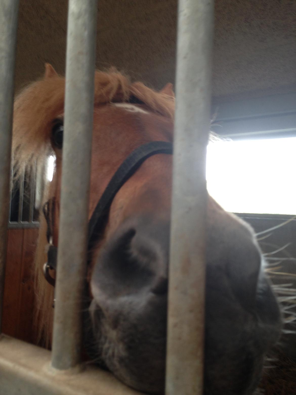 Anden særlig race Alie (HVR Rideskolepony) [Rider] billede 17