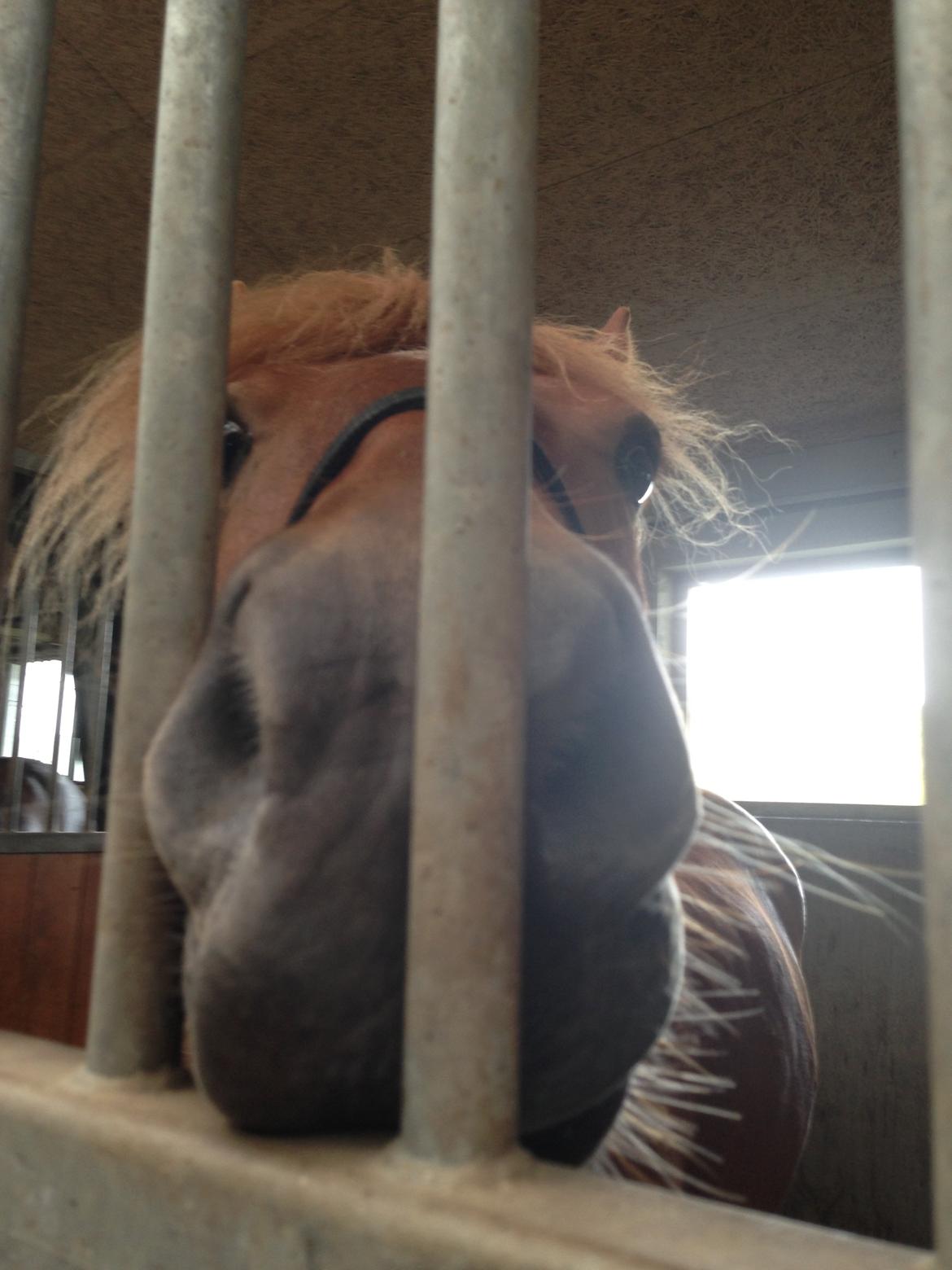 Anden særlig race Alie (HVR Rideskolepony) [Rider] billede 18