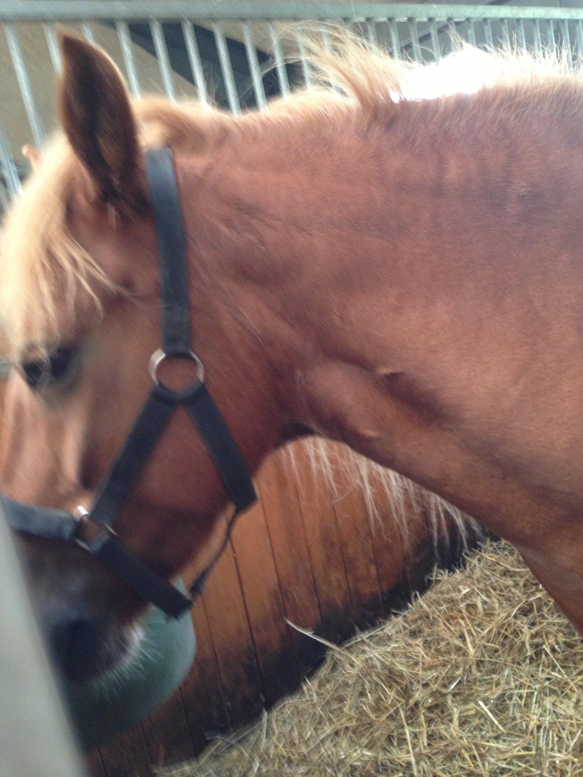 Anden særlig race Alie (HVR Rideskolepony) [Rider] billede 19