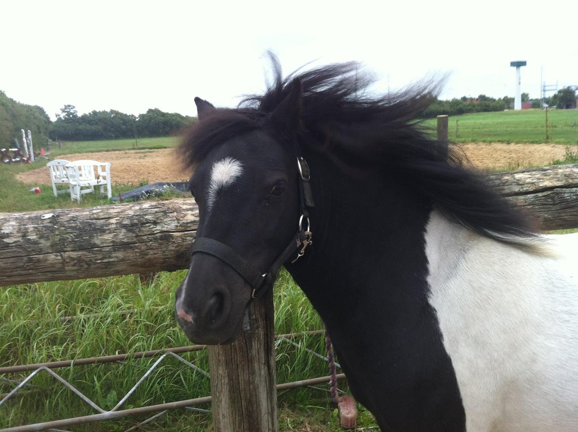 Shetlænder Bella Donna billede 1