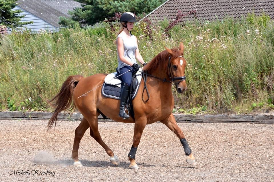 Anden særlig race Indian Star - Foto taget af: Michella Kronberg. billede 13