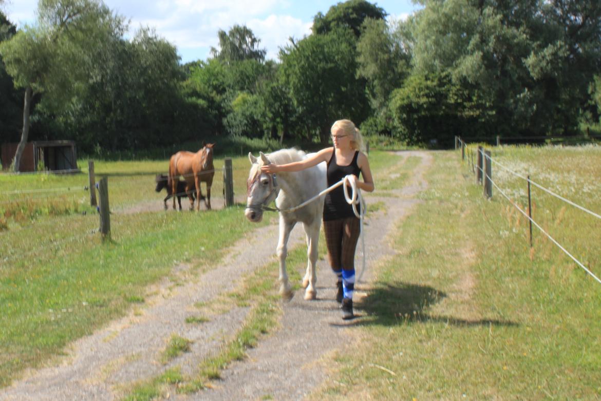 Anden særlig race Peter Plys - Ankomst til stalden, ret svedig, så gik en tur med ham. billede 14