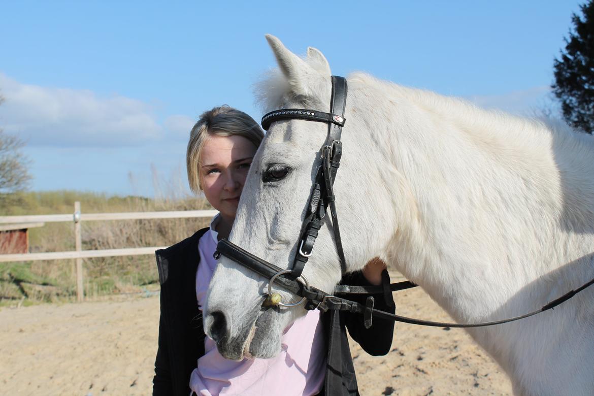 Pinto Araber Charming Lady billede 6