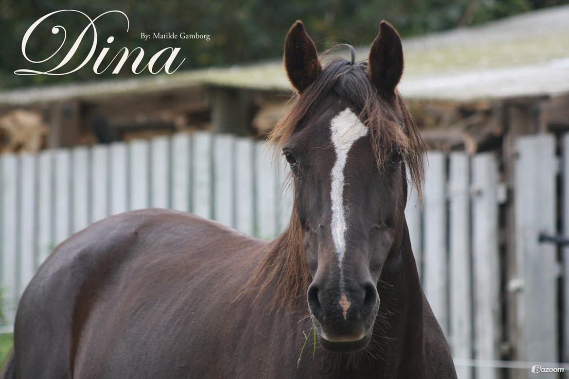 Anden særlig race Dina billede 1