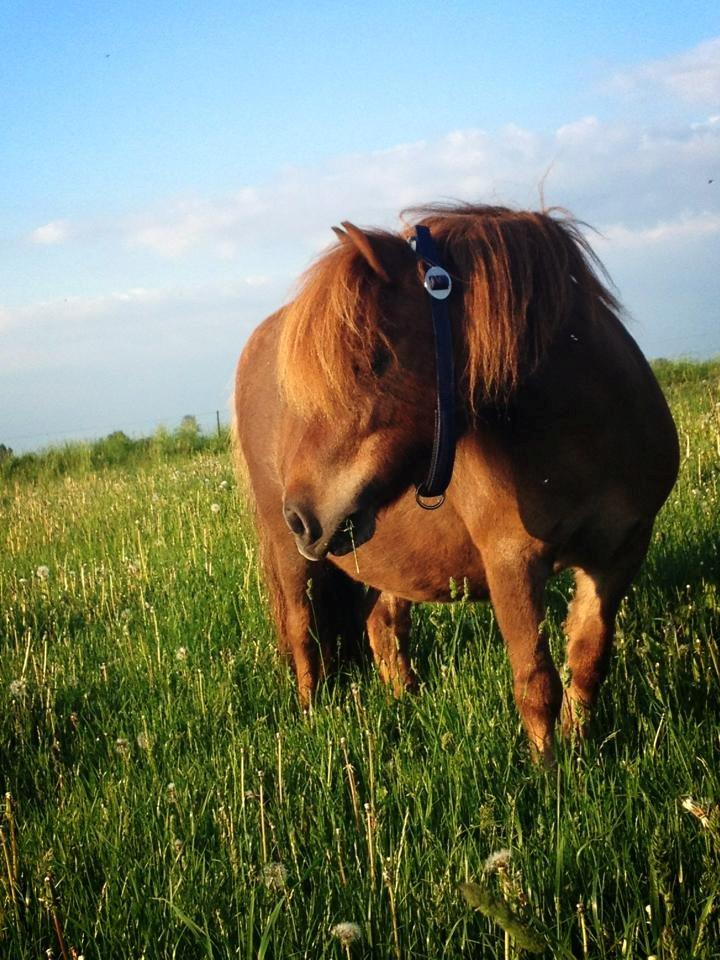 Shetlænder Sofus - Sofus maj 2013<3 billede 3