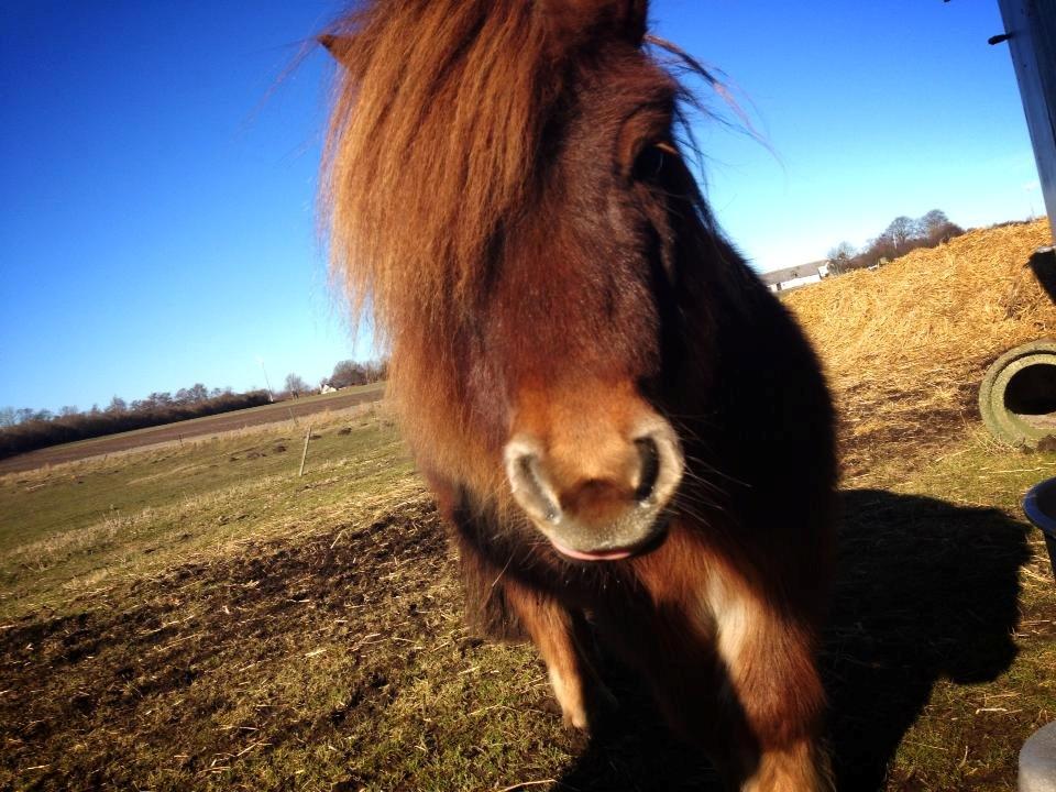 Shetlænder Sofus - Marts 2013<3 billede 2