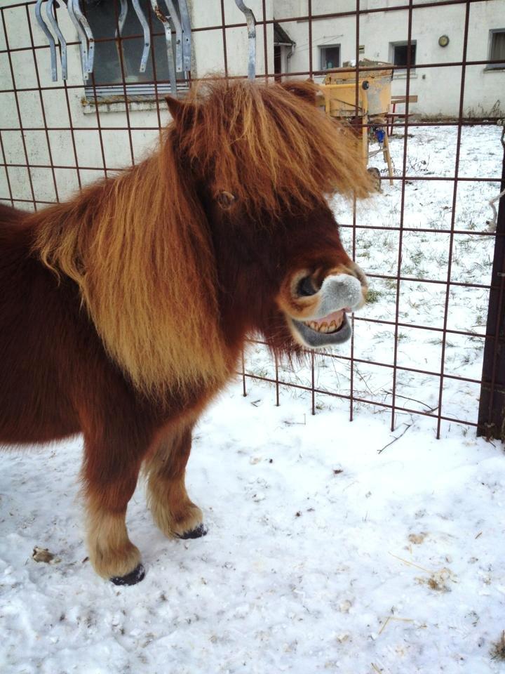 Shetlænder Sofus - Januar 2013<3 billede 6