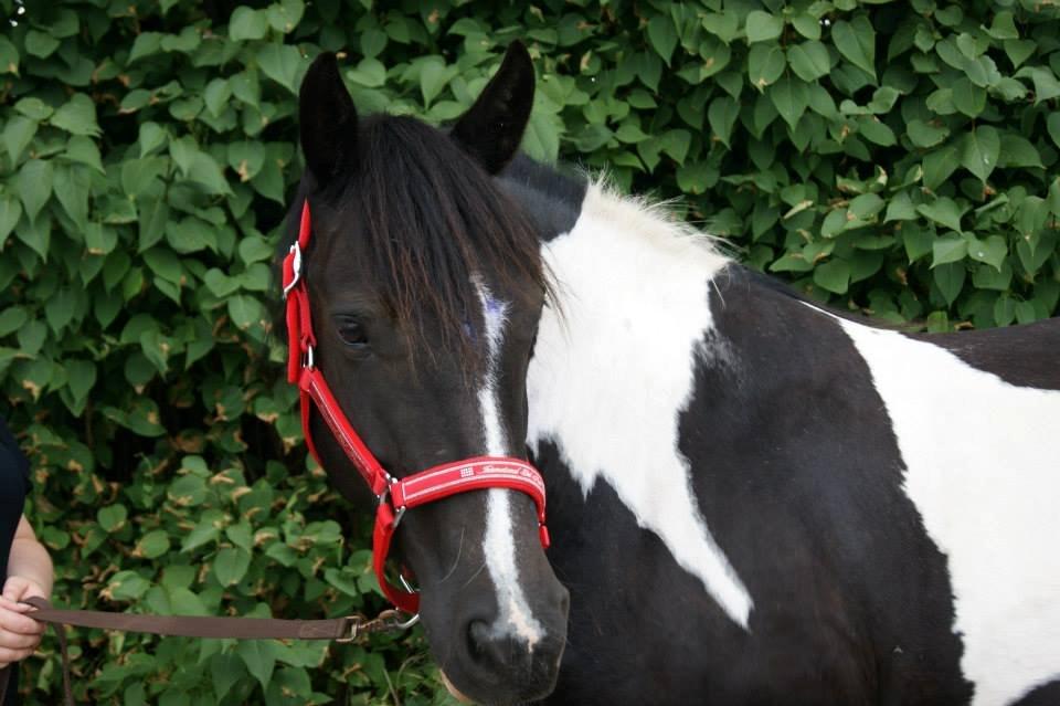 Tinker Frida - Frida. 25. juli 2013.
Foto: Line Kærgaard Nielsen billede 33