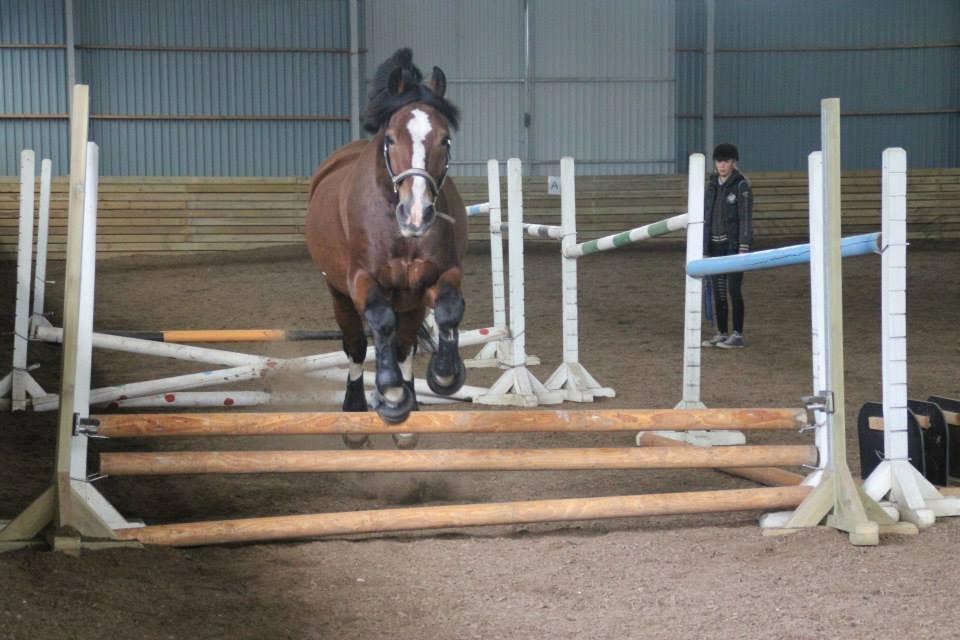 Welsh Cob (sec D) Mailunds Hadrian billede 2