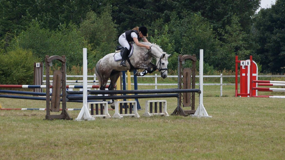 Irsk Sportspony Castlefarm Rainbow billede 15