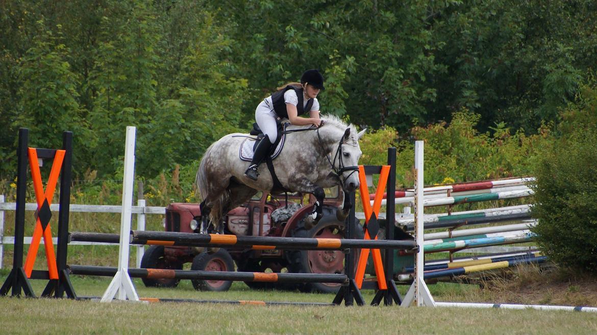 Irsk Sportspony Castlefarm Rainbow billede 16