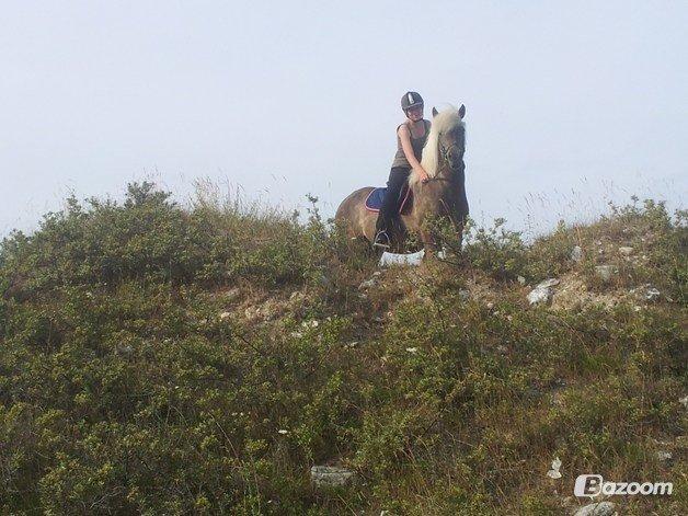 Islænder Así billede 15