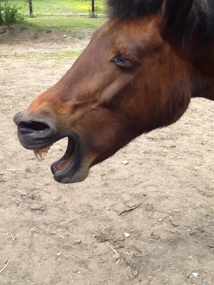 Anden særlig race Annabella billede 5