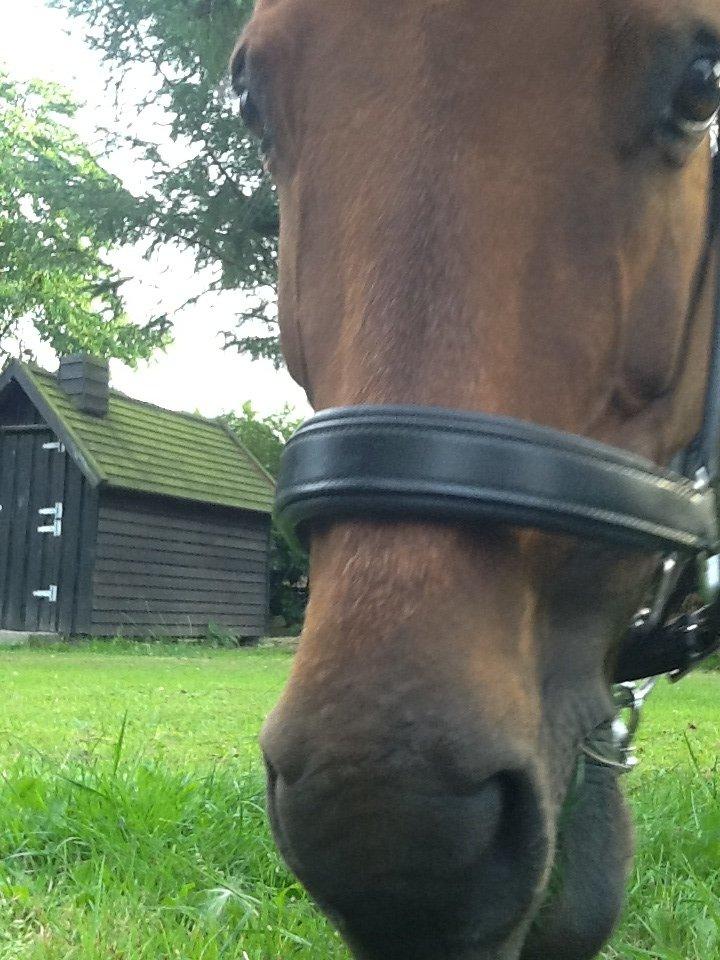 Anden særlig race Annabella billede 12