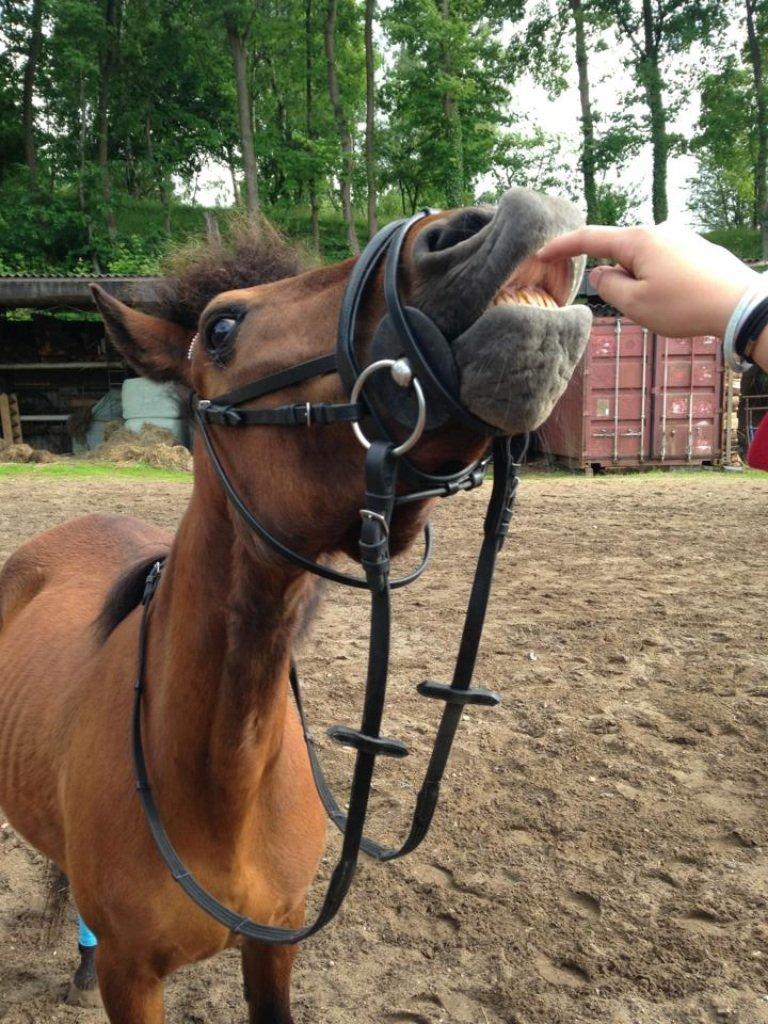Anden særlig race Annabella billede 13