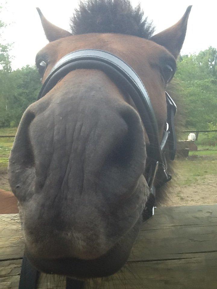 Anden særlig race Annabella billede 15