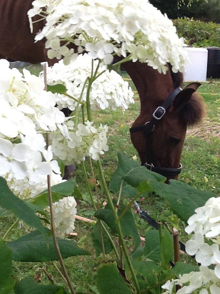 Anden særlig race Annabella billede 16