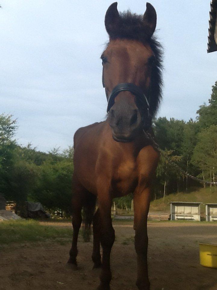 Anden særlig race Annabella billede 18