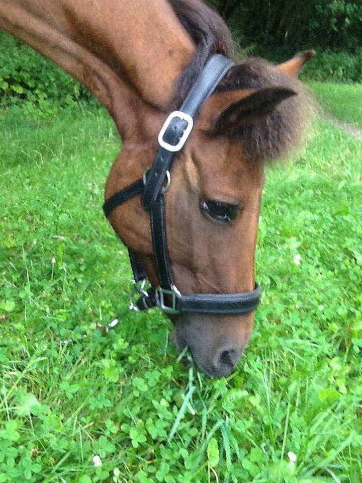 Anden særlig race Annabella billede 19