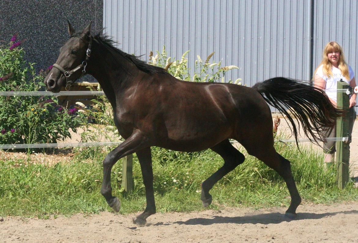 Dansk Varmblod Alphabeat - Sommer 2013 - 2 år billede 11