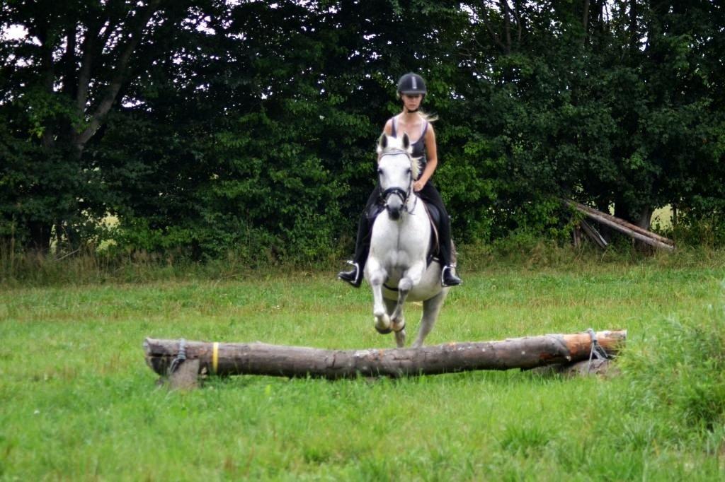 Arabisk fuldblod (OX) Lady Charlott OX - Foto: Hauge foto billede 18