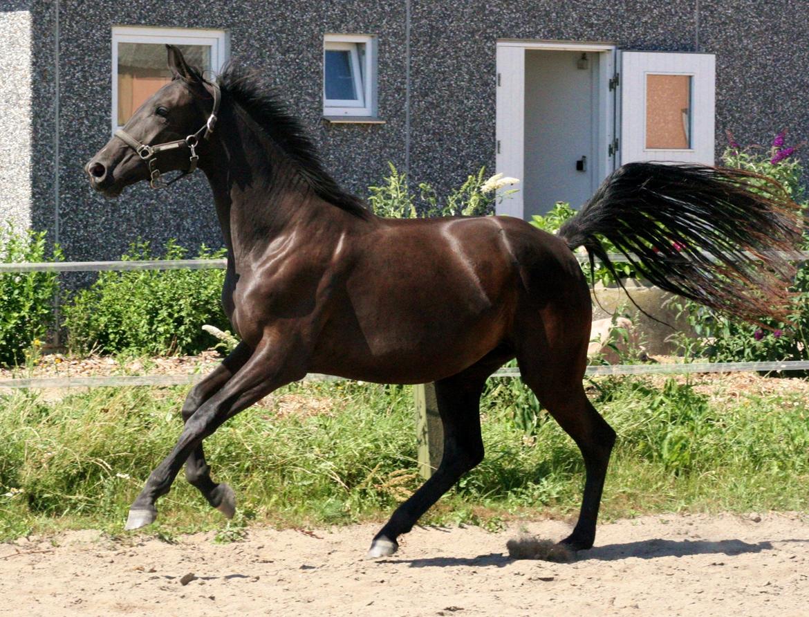 Dansk Varmblod Alphabeat - Sommer 2013 - 2 år billede 15