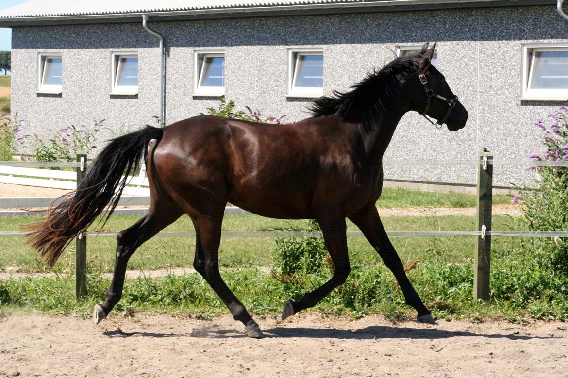 Dansk Varmblod Alphabeat - Sommer 2013 - 2 år billede 38