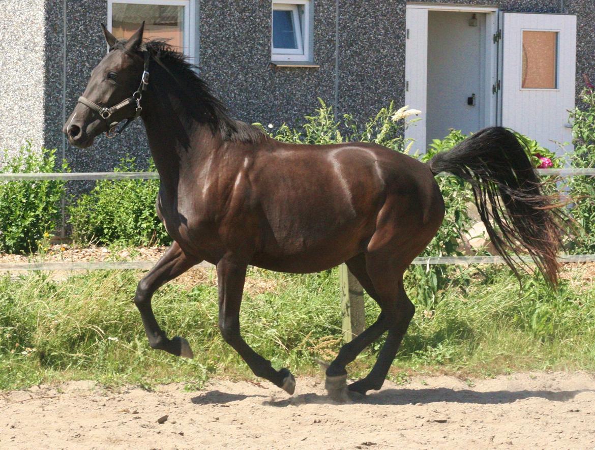 Dansk Varmblod Alphabeat - Sommer 2013 - 2 år billede 41