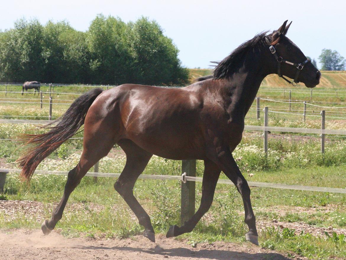 Dansk Varmblod Alphabeat - Sommer 2013 - 2 år billede 42