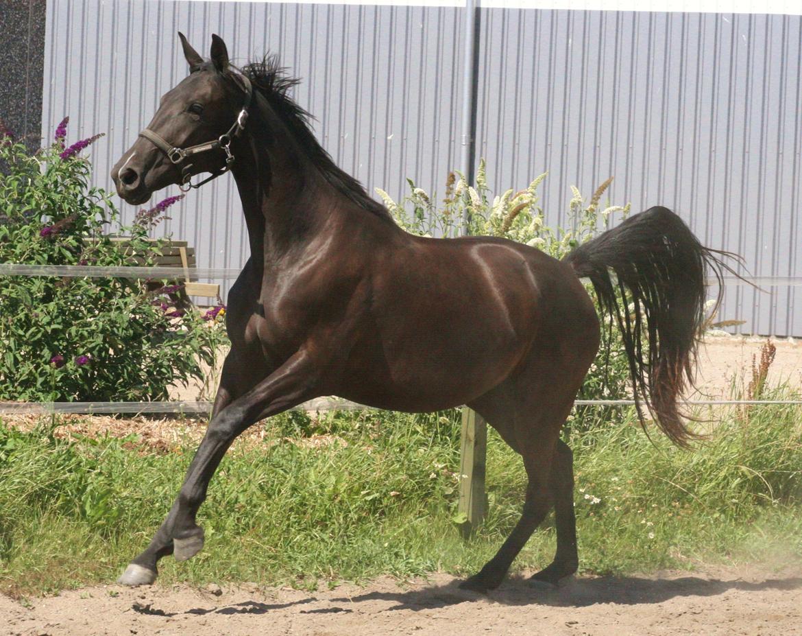 Dansk Varmblod Alphabeat - Sommer 2013 - 2 år billede 14