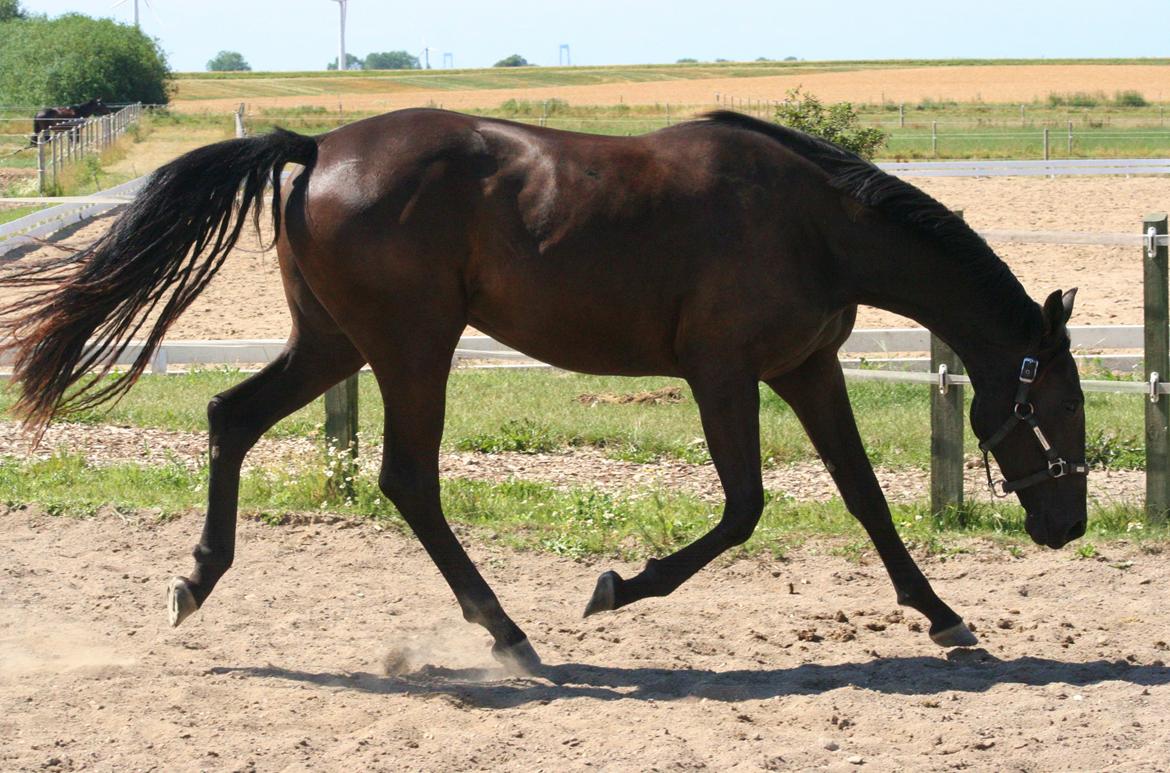 Dansk Varmblod Alphabeat - Sommer 2013 - 2 år billede 44