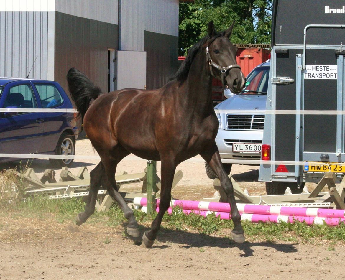 Dansk Varmblod Alphabeat billede 27