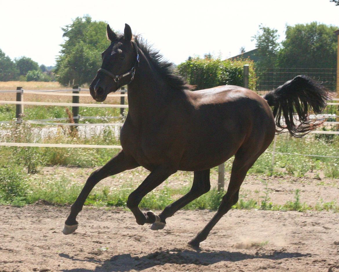 Dansk Varmblod Alphabeat - Sommer 2013 - 2 år billede 37